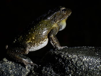 Close-up side view of a frog