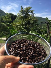 Cropped image of hand holding coffee beans against trees