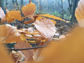 Close-up of dry leaves on tree