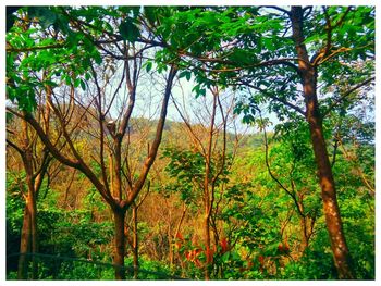 Trees in forest