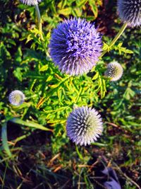 High angle view of purple flowering plant on field