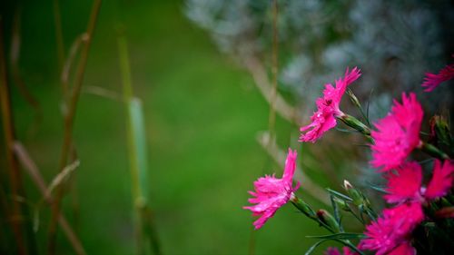 Close-up of pink flowering plant