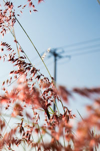 Low angle view of plant against clear sky