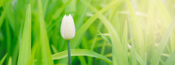 Beautiful macro of white tulip flower in light green grass with sun light. pale light faded pastel 