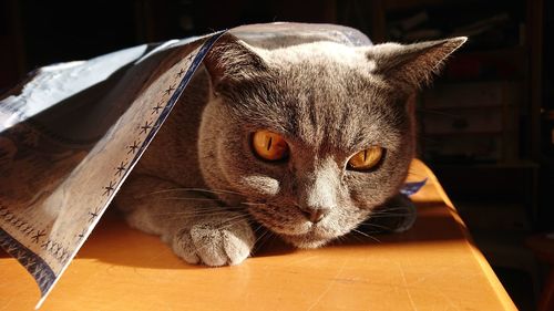 Close-up portrait of a cat