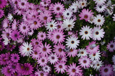 Ink flowers of dimorphotheca ecklonis or osteospermum, known as cape marguerite, sundays river daisy