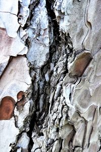 Full frame shot of tree trunk