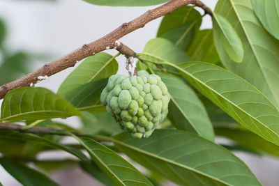 Close-up of fruit growing on tree