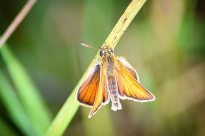 Close-up of butterfly on plant