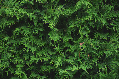 Full frame shot of fresh green plants