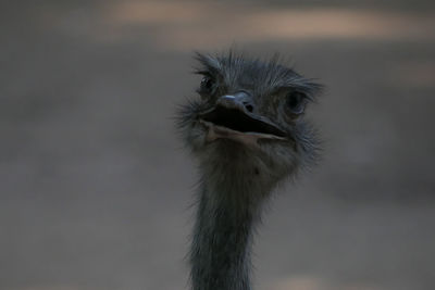 Close-up of a bird