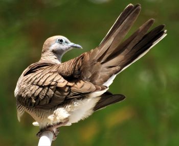 Resting dove