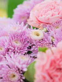 Close-up of pink flowers