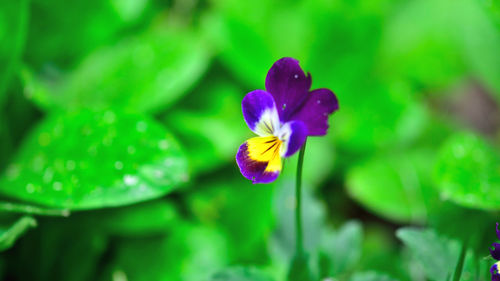 Close-up of purple flowering plant