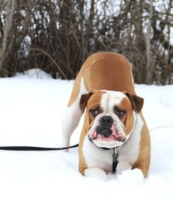 Portrait of dog in snow