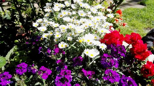 Close-up of multi colored flowers blooming outdoors