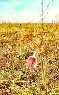 Close-up of flowers growing in field