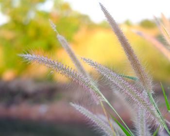 Close-up of flowering plant