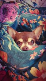 Portrait of dog with flowers in bed