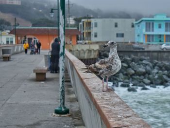 Seagull perching on retaining wall in city