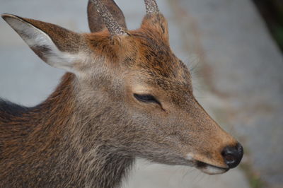 Close-up of deer