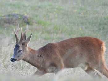 Deer in a field