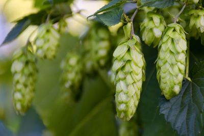 Green fresh hop cones on bush. flowers for making beer and bread closeup, agricultural background. 