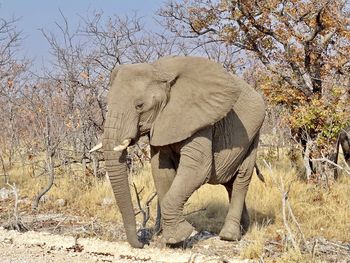 View of elephant crossing the road 