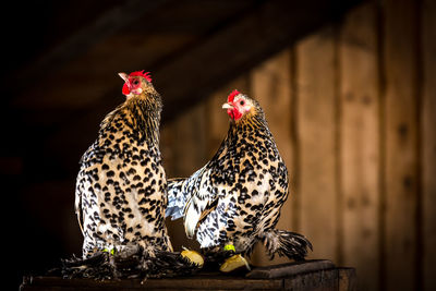 Close-up of hens perching on table in barn