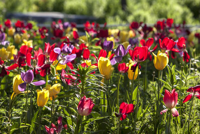 Close-up of colorful flowers