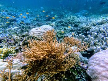 Close-up of fish swimming in sea