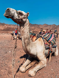 View of a horse on desert