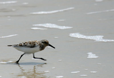 Bird flying over beach