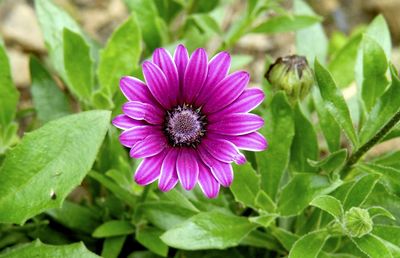 Close-up of flower blooming outdoors