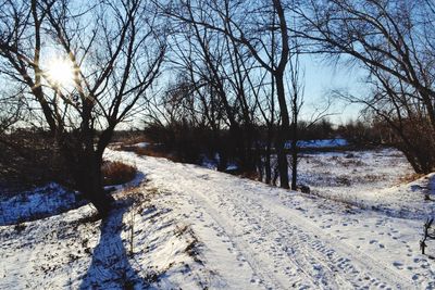 bare tree