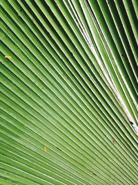 Full frame shot of palm leaves