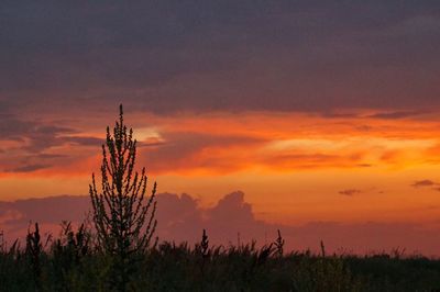 Field against dramatic sky during sunset