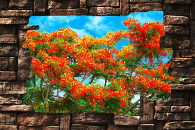 Low angle view of flowering plant against building