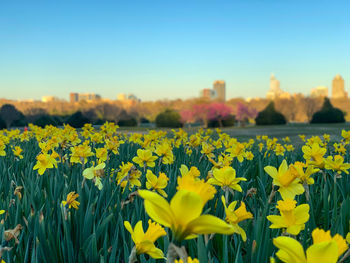 Fresh yellow flowers in field against clear sky