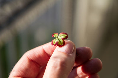 Close-up of hand holding plant