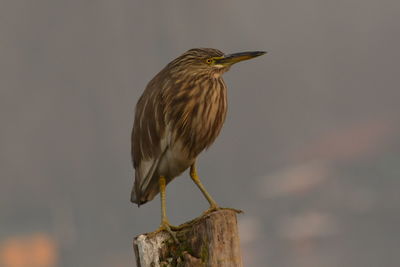 Close-up of indian pond heron perching on wooden post