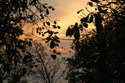 Low angle view of trees against sky