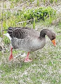 Side view of a bird on field