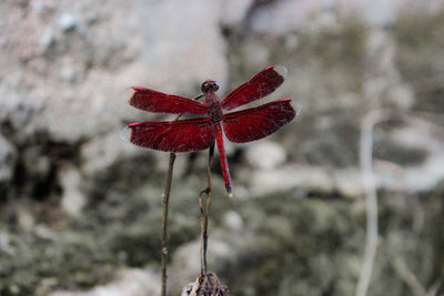 Close-up of red flowering plant