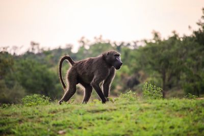 Side view of a dog on field