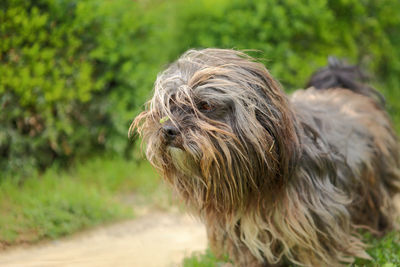 Close-up of havanese on field