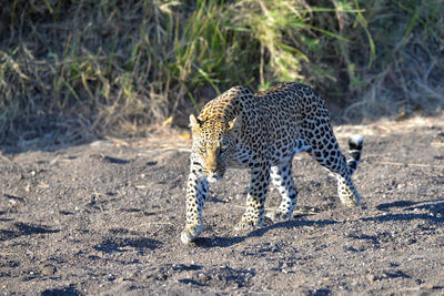 Full length of a cat