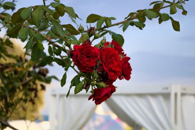 Close-up of red rose plant