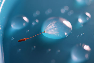 Close-up of dandelion seed in water drops 