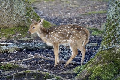 Side view of deer standing on field